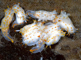 Nudibranch  Group  UK