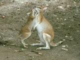 Agile Wallaby  Mother with Young  Australia