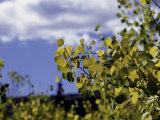 Aspen Leaves in Fall  Boulder