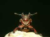 Pinching Beetle  Female  USA