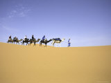 Camels in Caravan  Morocco