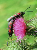 Six-Spot Burnet  Pair Mating on Greater Knapweed  UK