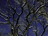 Winter Trees  Boulder