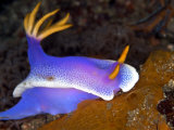 Hyspselodoris Bullockii  Indonesia