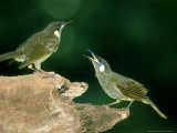 Victorias Riflebird on Log  Australia