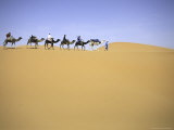 Camels in Caravan Walking in Desert  Morocco