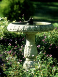 Blackbird  Bathing in Birdbath  UK