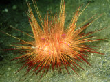 Fire Urchin  Lembeh Straits  Indonesia
