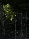 Dripping Water at Grotto Falls  Montana