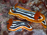 Chromodoris Magnifica  Indonesia