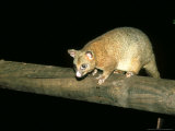 Coppery Brushtail Possum  Queensland  Australia
