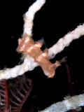 Nudibranch  Mounts Bay  UK