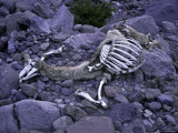 Animal Skeleton  Argentina
