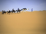 Camels Walking in Desert  Morocco