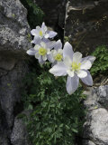 Blooming Columbine  Colorado