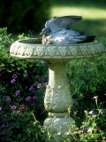 Wood Pigeon in Birdbath  UK
