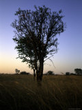 Tree at Sunset  South Africa