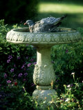 Wood Pigeon in Birdbath  UK