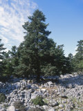 Kefalonia  Grecian or Kefalonian Fir in Reserve on Mount Enos  Monte Nero