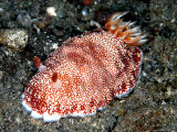 Chromodoris Reticulata  Indonesia