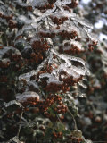 Icy Red Berries  Boulder