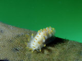 Yellow Spotted Nudibranch  Feeding  UK