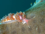 Nudibranch  Mounts Bay  UK