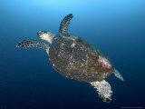 Hawksbill Turtle  Komodo  Indonesia