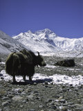 Yaks at Everest Base Camp  Tibet