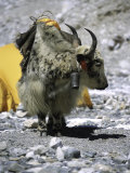 Yak in Tibet