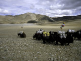 Yaks  Tibet