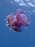 Jelly Fish  St Johns Reef  Red Sea