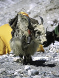 Yak in Tibet
