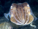 Cuttlefish  Portrait  UK