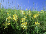 Cowslip  Flowering  UK