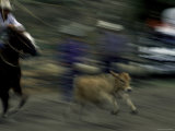 Horse Rider  USA
