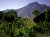 Hikers Walk Through Plants with Mountain in Background  Madagascar