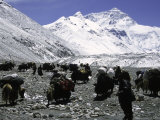 Yaks and Sherpas at the Foot of Himalayan Mountain Range