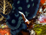 Imperial Shrimp  Riding on Nudibranch  Indonesia