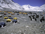 A Heard of Yaks and Tents  Nepal