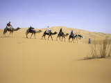 Camels Walking in Desert  Morocco
