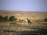 Camels Walking with a Man  Morocco