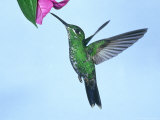 Green-Crowned Brilliant  Costa Rica