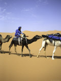 Camels in Desert  Morocco