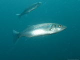 Bass  Underwater  UK