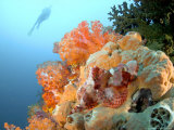 Bearded Scorpion Fish on Coral  Indonesia