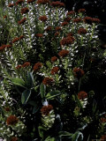 Red Flowers  Boulder