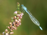 Common Blue Damselfly on Ling  UK