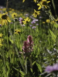 Wildflowers in Colorado