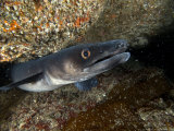 Conger Eel  Emerging from Rock Crevice  UK